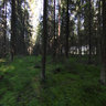 Forest near Pahnakallio
