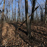 Morton Arboretum - Winter Forest