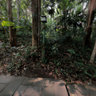 Jungle Pathway - Thailand