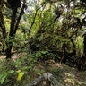 Path through the Mossy Forests - Thailand