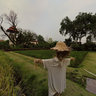 Thai Rice Field