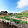 Samoeng - Chiang mai - thailand - Strawberry farm