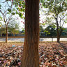 Tabebuia blossoms in Thailand