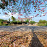 Tabebuia blossoms in Thailand - pink trumpet tree