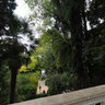 Nikita botanical garden