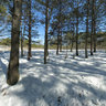 Pnevmatika forest at winter