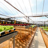 Cameron Highlands Brinchang Strawberry Farm