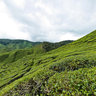 Cameron Highland Bharat Tea Plantation
