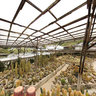Cameron Highlands Cactus Valley