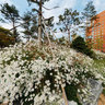 Catholic University of Korea teletubbies hill 2