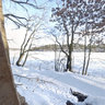 Tree at Schlachtensee