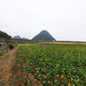 Guizhou Zhenfeng farmland