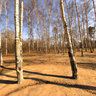 长春南湖白桦林,Changchun south lake park