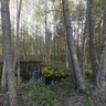 Road in Paralepa forest park near Haapsalu