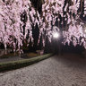 妙心寺 退蔵院 Taizoin Zen Buddhist Temple Sakura cherry blossoms Kyoto