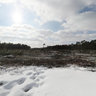 Felling of forest in Zhukovsky - 2