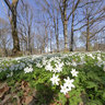 Wood Anemone (2)