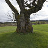 The Mollestad Oak