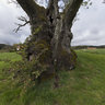 The Mollestad Oak 2