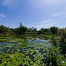 Beijing Botanical Garden Aquatic And Liana Floristic Area