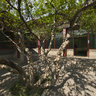 Wan Chuk Yuen - Li Yan Memorial Hall - Pomegranate Home