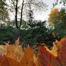 Autumn Color
