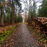The Royal Forest in autumn