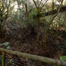 Birds of Eden Walkway