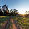 Orchard Clearing