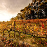 Stellenbosch Vineyard