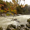 Saalach in Lofer