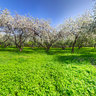 Spring in Kolomenskoe