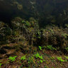 Dagang Mountain (Panlong Valley), Alian