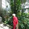 US Botanic Garden, Tropic Rainforest