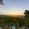 Eva in Paradise's Garden - Deidesheim - Palatine - Germany - 8.00 a.m.