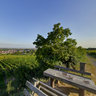 Eva in Paradise's Garden - Deidesheim - Palatine - Germany - 5.05 p.m.
