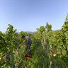 Grape Harvest 2011 - Deidesheim - Palatine - German Wine Street