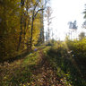 Forestway in the woods near Lich, Hessen, Germany, in Autumn