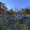 Enchanted forest