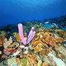 Captain Don's Habitat dive point