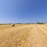 Farm near Amaliada city