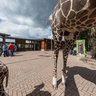 Fota Wildlife Park