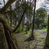 Fota MK -tree