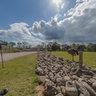 Fota CCG ostrich