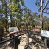 Yanchep National Park Koalas