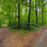 -Lich- Waldkreuzung