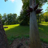 -Bad Salzhausen- unter Kiefern (Kunst im Park)