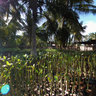 Mangrove Planters, Ampara District