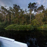 Tanjung Puting National Park, Kalimantan