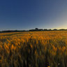 Barley Fields and Village Church. Crissay-sur-Manse